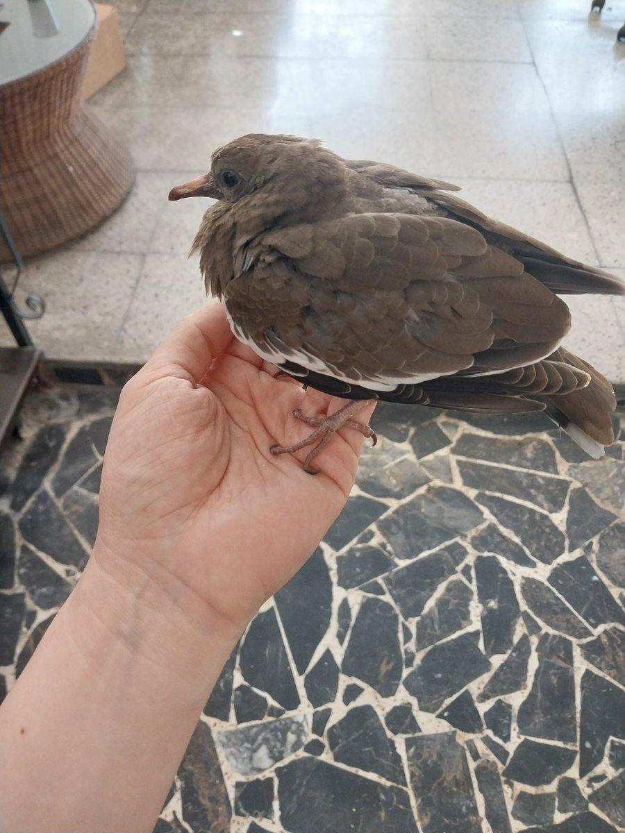 Latest rescue