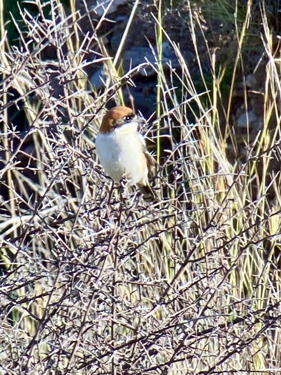 More Cyprus birds seen in Paphos area. Kingfisher, night heron and woodchat shrike