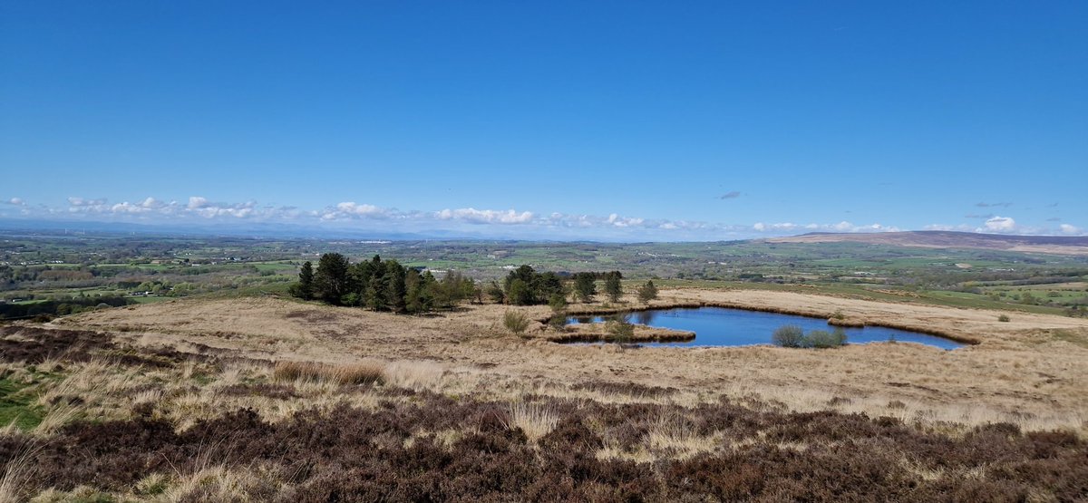 Sula Ross tweet media