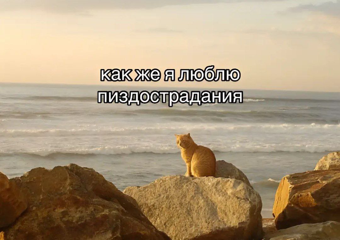 🐸жабья принцесса👑 tweet media