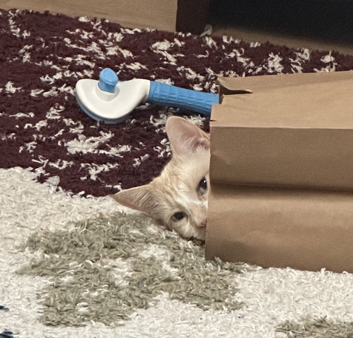 paige ౨ৎ🦧 (@primatepaige) on Twitter photo 