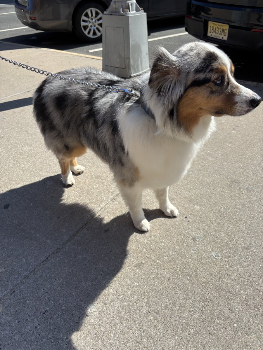 Lost / Found dog in the area of 4th and Bloomfield Streets. Please call police HQ @ 201-420-2100 if you have any information regarding this dog. <a href="/CityofHoboken/">City of Hoboken</a> <a href="/Hoboken_EMS/">Hoboken EMS & Volunteer Ambulance Corp</a>