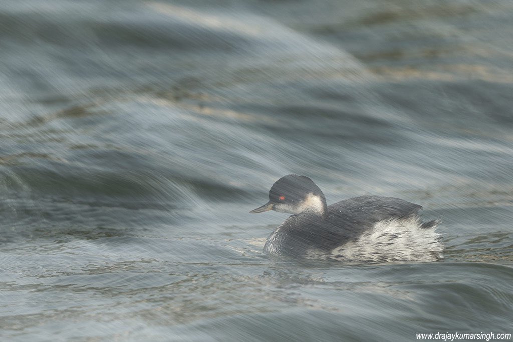Draksphotos's tweet photo. Black-necked grebe, Bahrain. #BlackNeckedGrebe #earedgrebe #grebe #Wildlife #Bahrain https://t.co/E4T6d1yKKO