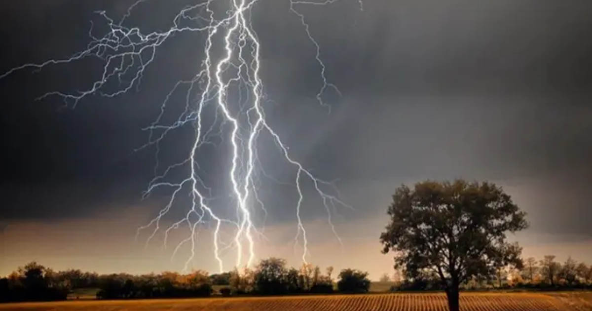 কালিয়াকৈরে বজ্রপাতে একটি গরুর মৃত্যু