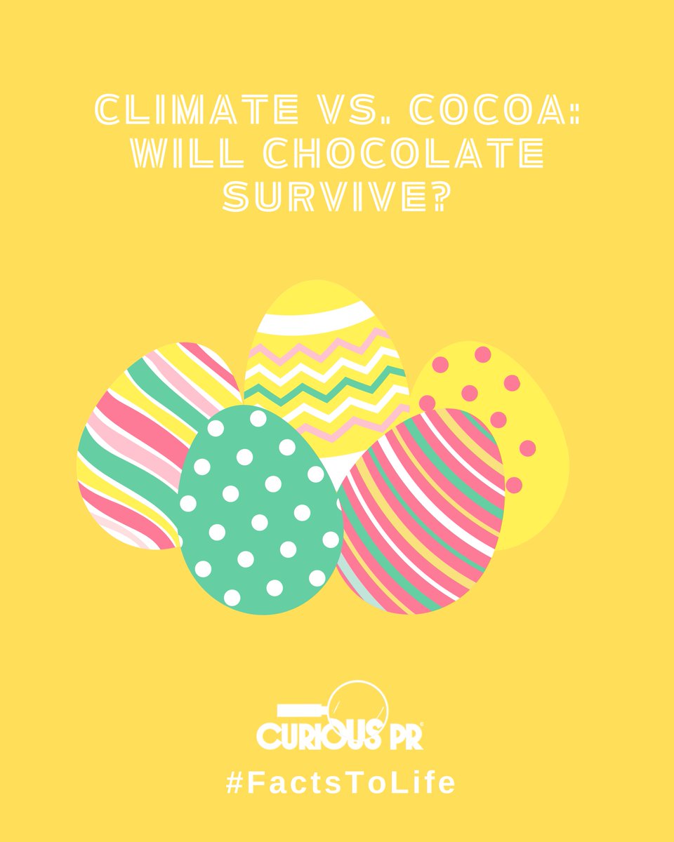🐣🍫 As we devour our #Eastereggs climate change threatens chocolate's future. Cocoa yields in Côte d’Ivoire are ⬇️ 30% due to erratic rain &amp; diseases. The UK imports 100% of #cocoa, and prices are ⬆️ 50%. Could chocolate be off the shelf by 2030?
independent.co.uk/climate-change…