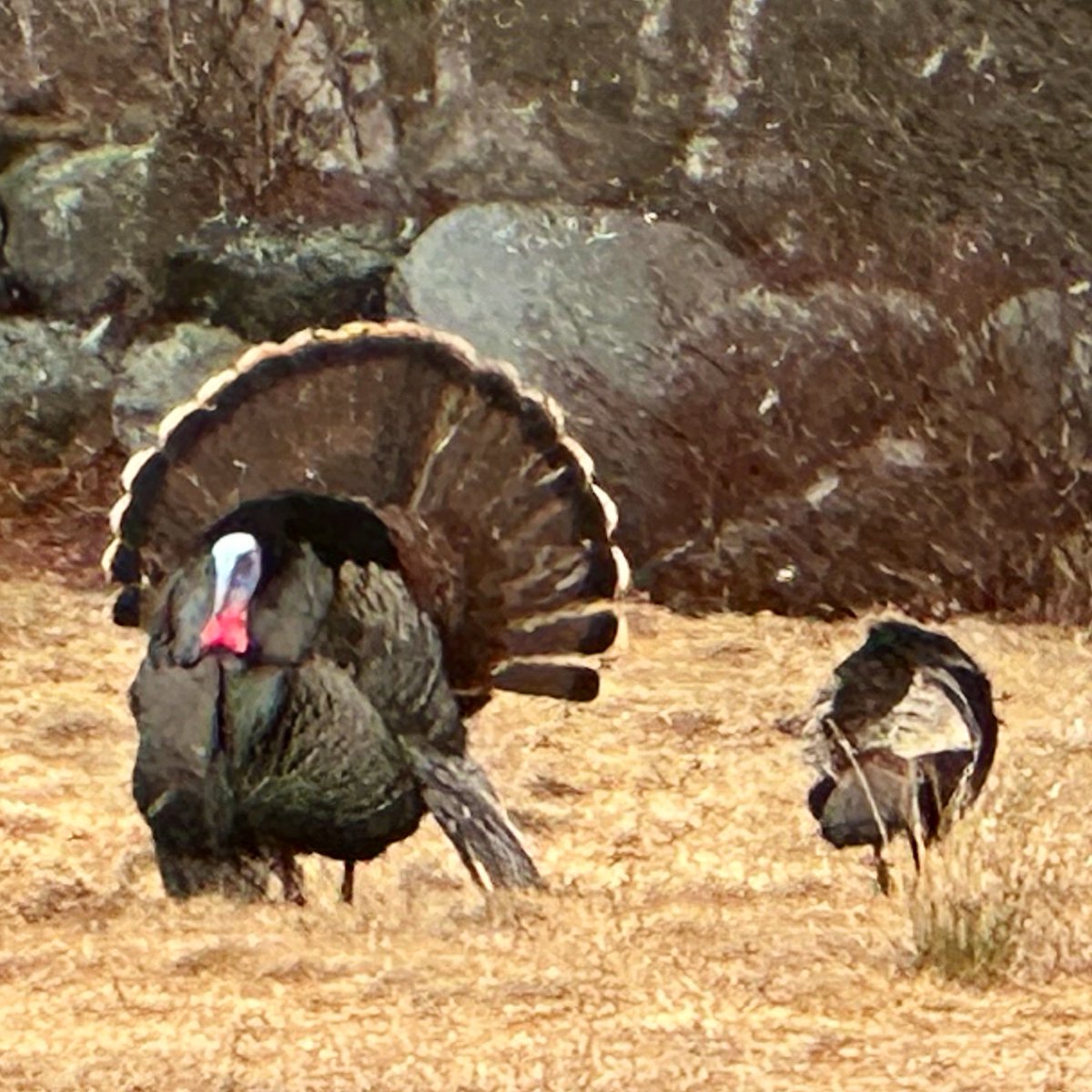 ikar0sc's tweet photo. Tail is the beacon
#TurkeyTailThursday https://t.co/V0VXQr8WIt