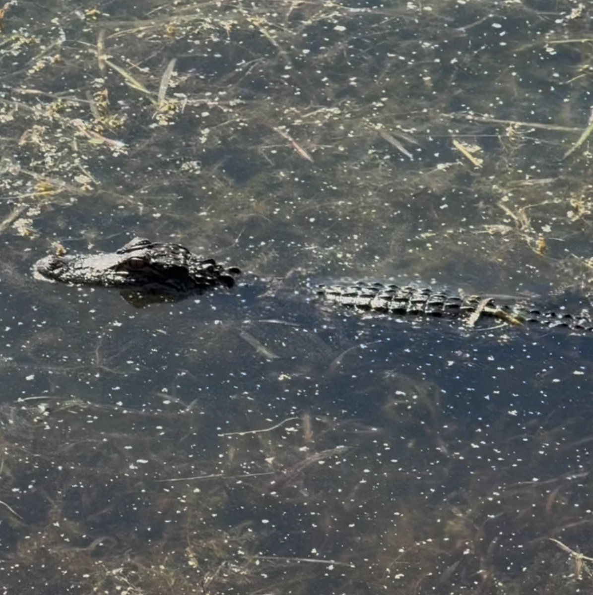 Backyard friend at our shore watching me cut the grass today.