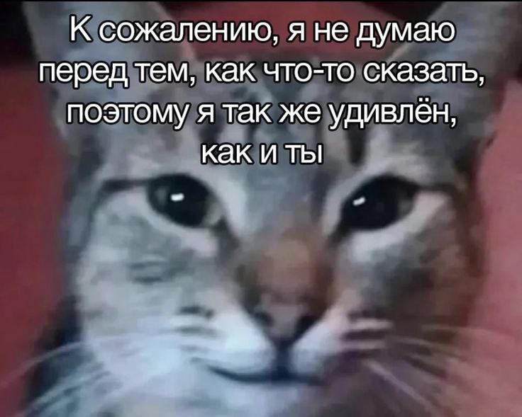 cats, i love cats tweet media