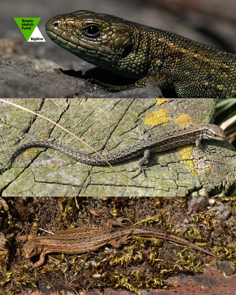 ⚠️ Last chance to DOUBLE your donation!

Reptiles &amp; amphibians are declining — but we know they’re out there, hidden in Local Wildlife Sites, waiting to be protected.

Help us act before time runs out!
👉 donate.biggive.org/campaign/a05WS…

<a href="/BigGive/">Big Give</a> #GreenMatchFund #ReptileRescue
