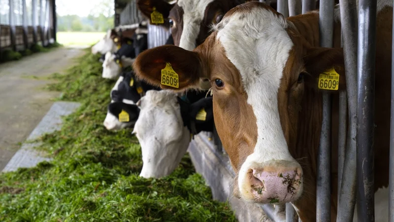RTÉ Brainstorm (@rtebrainstorm) on Twitter photo Clean water or more cows: elevated nitrogen levels in Irish water is an unintended consequence of agricultural expansion and action must be taken to address this, writes Fiona Regan <a href="/DCUWater/">DCU Water Institute</a> <a href="/DCU/">Dublin City University</a> <a href="/Researchirel/">Research Ireland</a> rte.ie/brainstorm/202… Clean water or more cows: elevated nitrogen levels in Irish water is an unintended consequence of agricultural expansion and action must be taken to address this, writes Fiona Regan <a href="/DCUWater/">DCU Water Institute</a> <a href="/DCU/">Dublin City University</a> <a href="/Researchirel/">Research Ireland</a> rte.ie/brainstorm/202…
