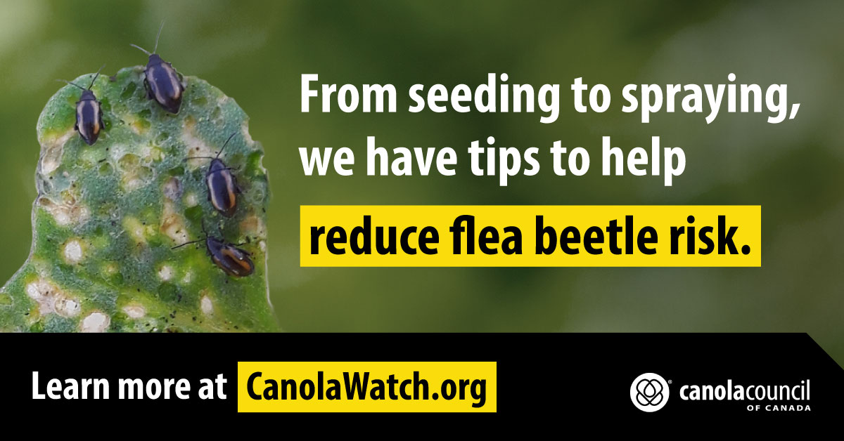 Canola Council of Canada (@canolacouncil) on Twitter photo More #canola plants mean fewer beetles per plant, so achieving the recommended target of 5 to 8 plants per square foot will help reduce risk from flea beetle feeding. <a href="/CanolaWatch/">CW Jay Whetter</a> has tips to help achieve strong canola stand establishment: canolacouncil.org/canola-watch/f… More #canola plants mean fewer beetles per plant, so achieving the recommended target of 5 to 8 plants per square foot will help reduce risk from flea beetle feeding. <a href="/CanolaWatch/">CW Jay Whetter</a> has tips to help achieve strong canola stand establishment: canolacouncil.org/canola-watch/f…