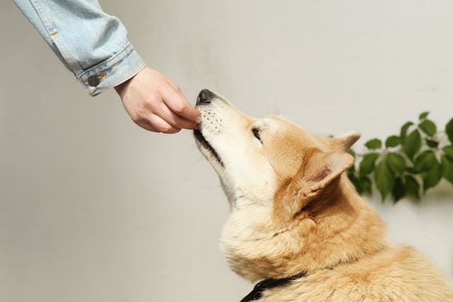 eDogStore tweet media