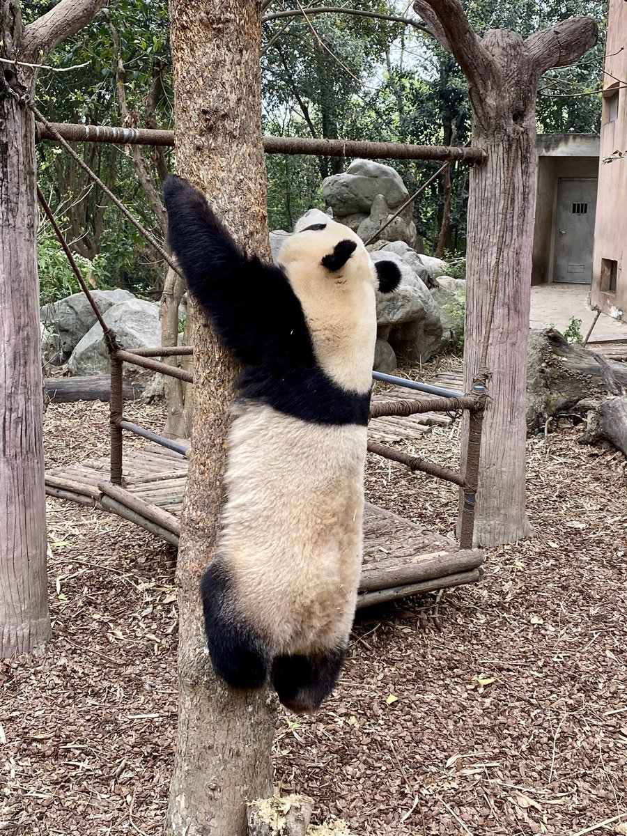 待开发M（找BFS版 tweet media