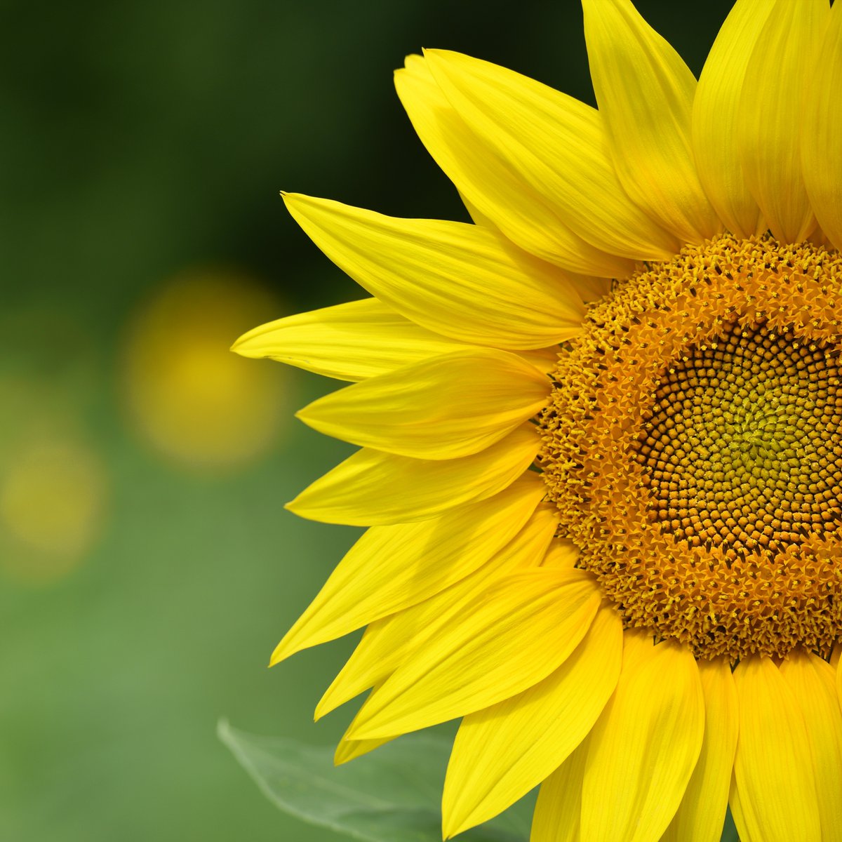 🌻 Sunflowers are heliotropic, meaning they turn their heads to follow the sun throughout the day! 🌞 Not only are they beautiful, but they also play a key role in promoting sustainable farming by enriching the soil. 🌱 #PlasticReimagined #SunflowerFacts #Sustainability