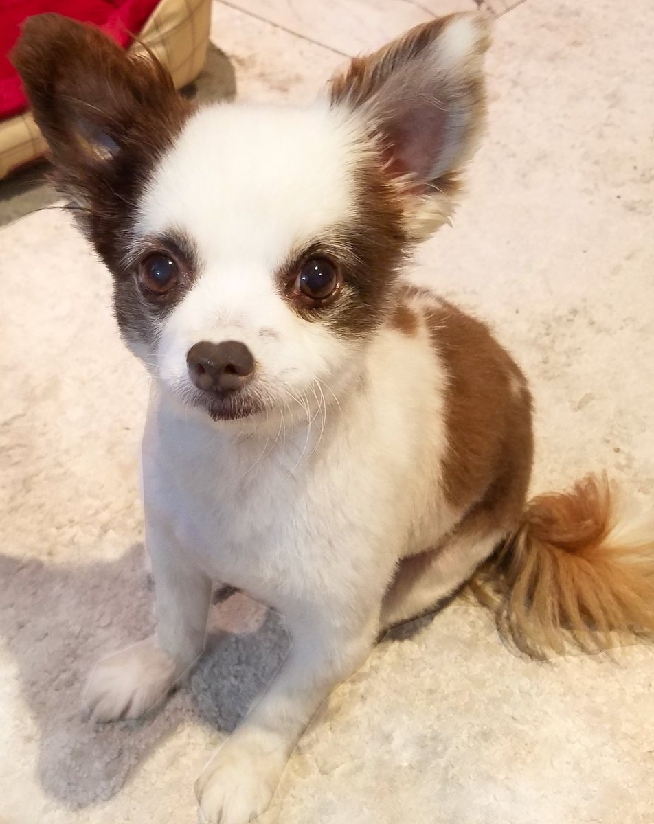 🚒PUPDATE🚒
We haz to move again! Our lease iz up end of April &amp; Owner movin family in, so we can't stay.😟
Mama been frantic lookin for a new home! Orders in Mama's store helpful for💰, but ship time 2-3 weeks cuz of all dis. Will PUPDATE soon, wuv yoo!❤️🐶
RETWEET🚒
#dogsofX