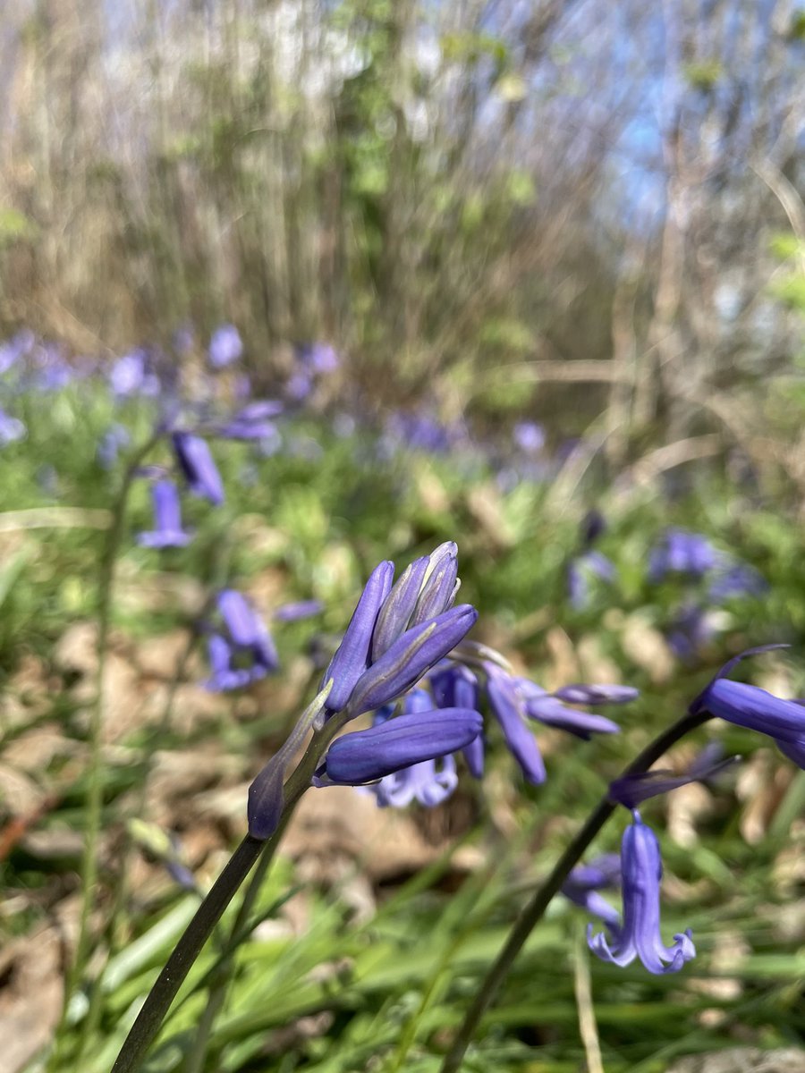 Ooooooh it’s spring, time for a walk onlyfans.com/1662387596/shr… #onlyfans #onlyfansfree #spring