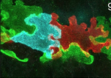 Petrova Lab – Vascular and Tumor Biology (@petrovalab) on Twitter photo 🧩 "Lymphatic mysteries unzipped"
Our N&V <a href="/NatureCVR/">Nature Cardiovascular Research</a> on the beautiful study of <a href="/hansschoofs/">hansschoofs</a> <a href="/makinenlab/">vascular development lab</a> uncovering the mechanics behind the oak-leaf shape of lymphatic ECs!Fun to work together with Gwen Randolph!
nature.com/articles/s4416…
Original paper: nature.com/articles/d4158… 🧩 "Lymphatic mysteries unzipped"
Our N&V <a href="/NatureCVR/">Nature Cardiovascular Research</a> on the beautiful study of <a href="/hansschoofs/">hansschoofs</a> <a href="/makinenlab/">vascular development lab</a> uncovering the mechanics behind the oak-leaf shape of lymphatic ECs!Fun to work together with Gwen Randolph!
nature.com/articles/s4416…
Original paper: nature.com/articles/d4158…