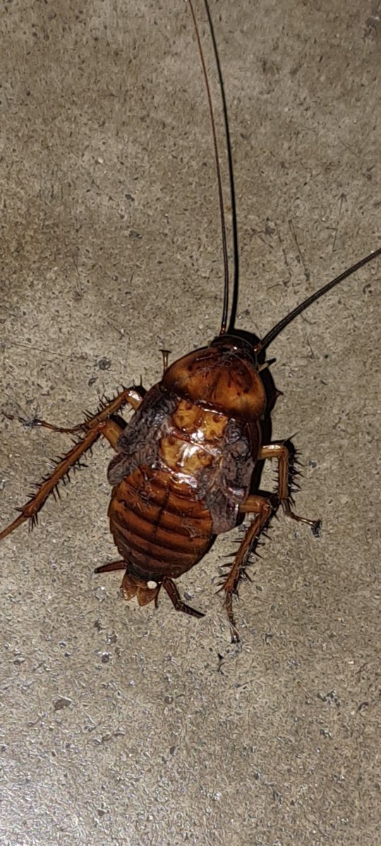 tunneba's tweet photo. Invasão alienígena https://t.co/CpipBpUVNb