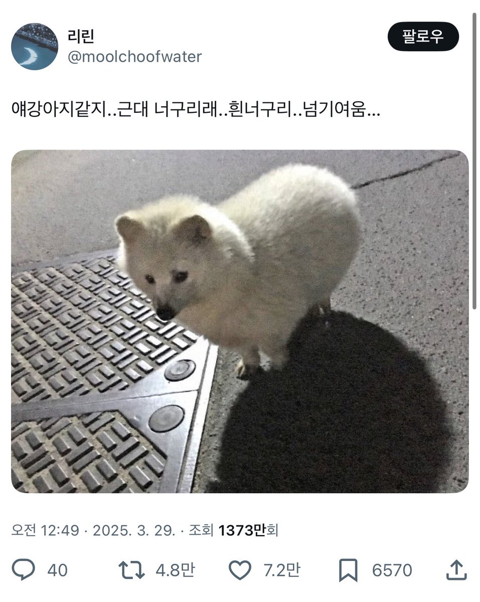happydaengoo's tweet photo. 우리집 가나지가 백너구리? https://t.co/b35hvfEvcn