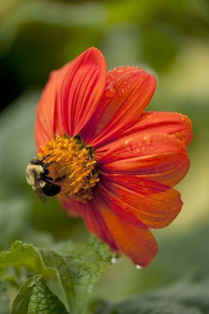 Naturepathway's tweet photo. **"Pollination in Action #BeeAtWork #OrangeBlossom #NatureUpClose"**
This image captures the beauty of pollination, with the bee gracefully gathering nectar from the dew-kissed orange flower. ๐๐ธ https://t.co/et1AZTrtoj