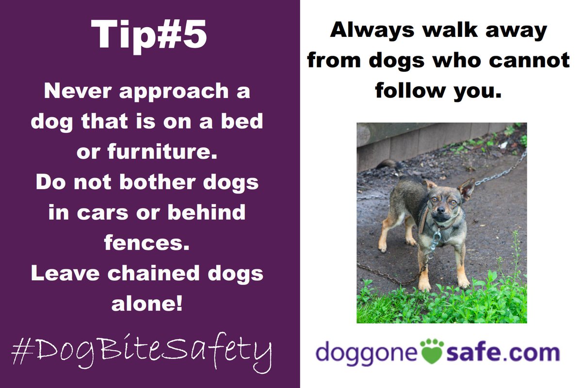 PetProfessionalGuild tweet media