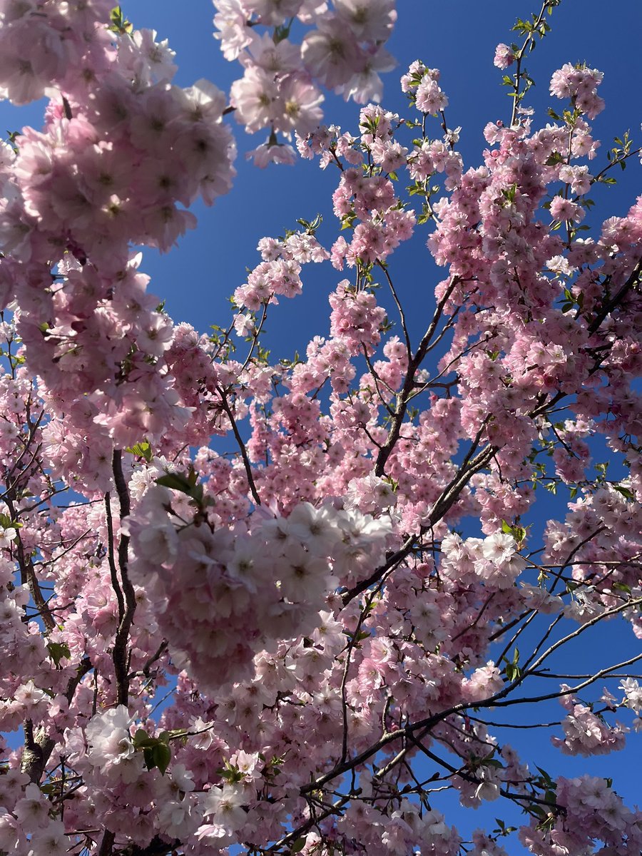 Cederfjärd tweet media