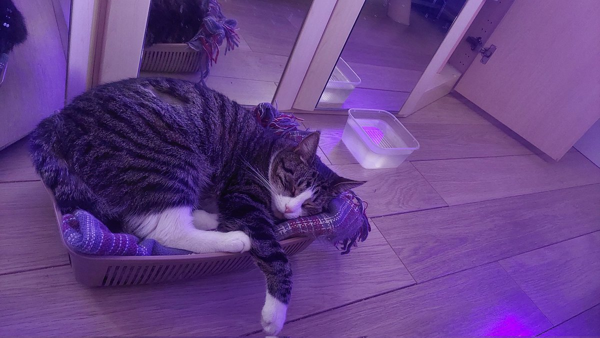 dasha__sid's tweet photo. Короче, инородное тело в коте никому не рекомендую, этот чел все ещё никак не восстановится https://t.co/oUthFnfjsB