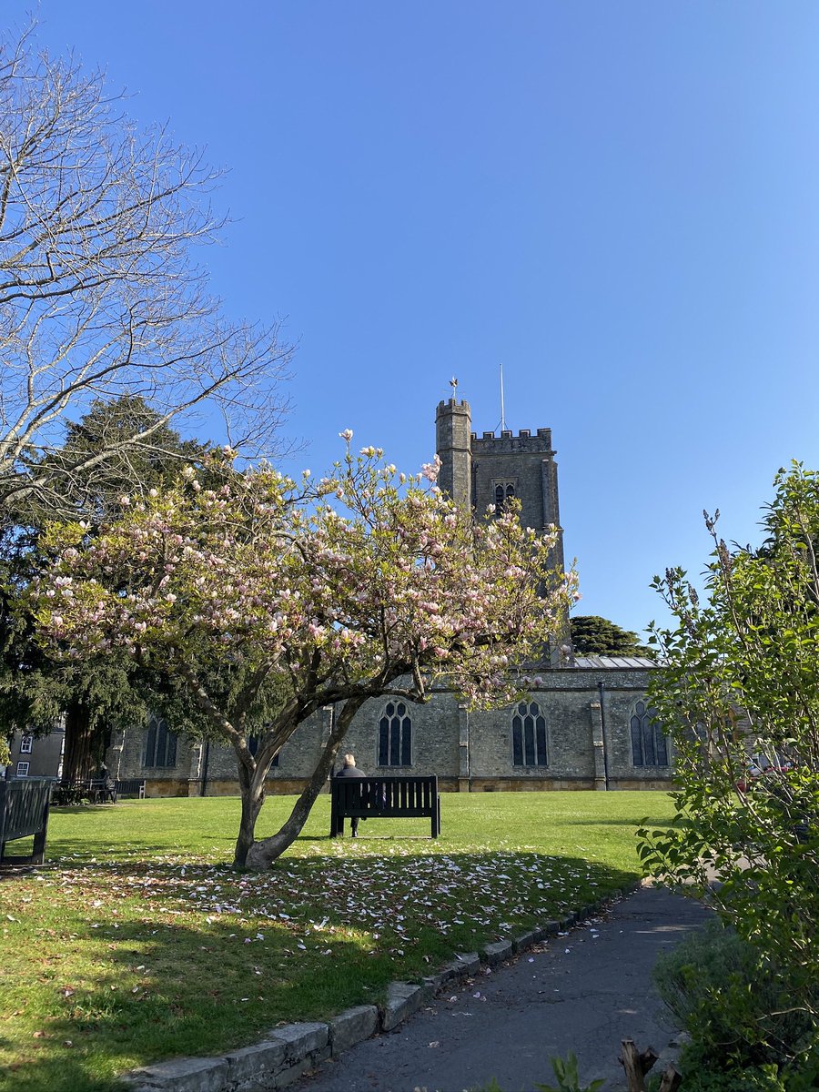 CateField's tweet image. Axminster blossom. Devon, England