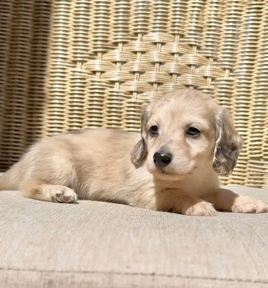 Wildflowerpups's tweet photo. Creamy, dreamy, and ready to be your shadow💫💫
This little longhair cream boy will be ready to go home 5/3💙 #minidachshund #dachshund #cream #englishcreamdachshund #longhairdachshund #dachshundpuppies #puppy #puppylove #dachshunds https://t.co/qG19DyIw0k