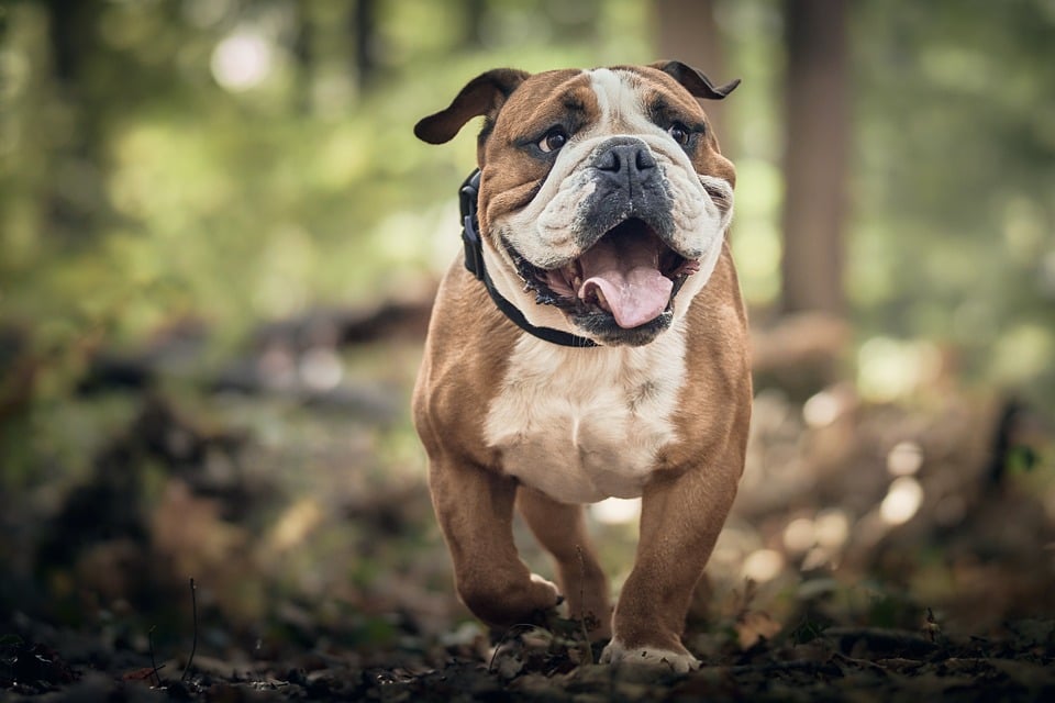 eDogStore tweet media
