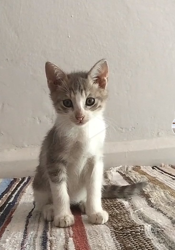 Çenesiz tweet media