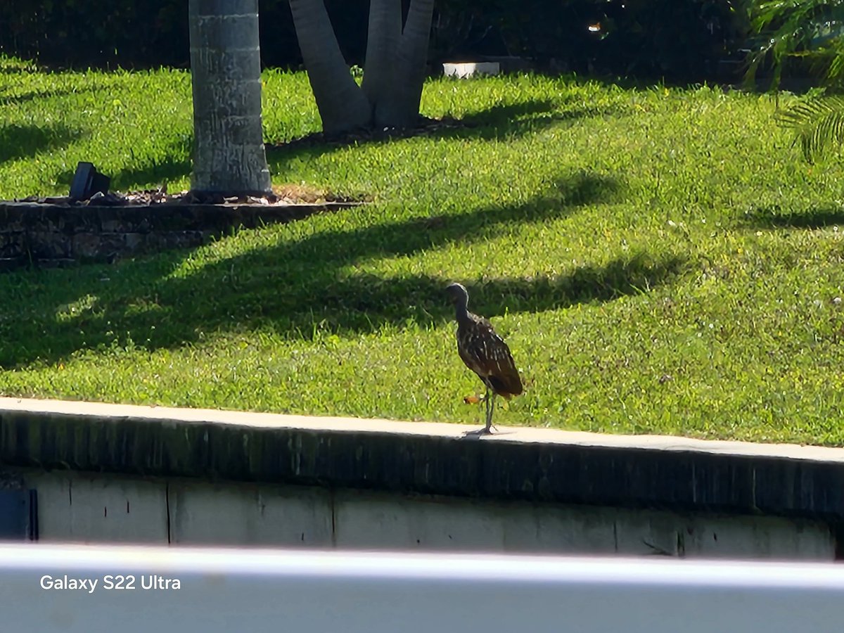sinithwar's tweet photo. #bird #BirdsOfTwitter #photographer #PhotographyIsArt #photography https://t.co/ose4Cgbcv6