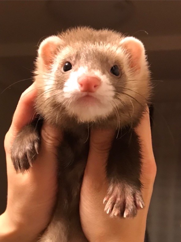 TARAKO2020517's tweet photo. When I met him, he was unsold, only two weeks old, and I wondered if I would be able to raise him, but I decided to raise the baby ferret with all the love I could muster.
#ferret #ferretlove #ferretlife #ferretsofinstagram
#cutepets #fuzzbutt #petferret #myferretTARAKO https://t.co/FVC9e1oszA