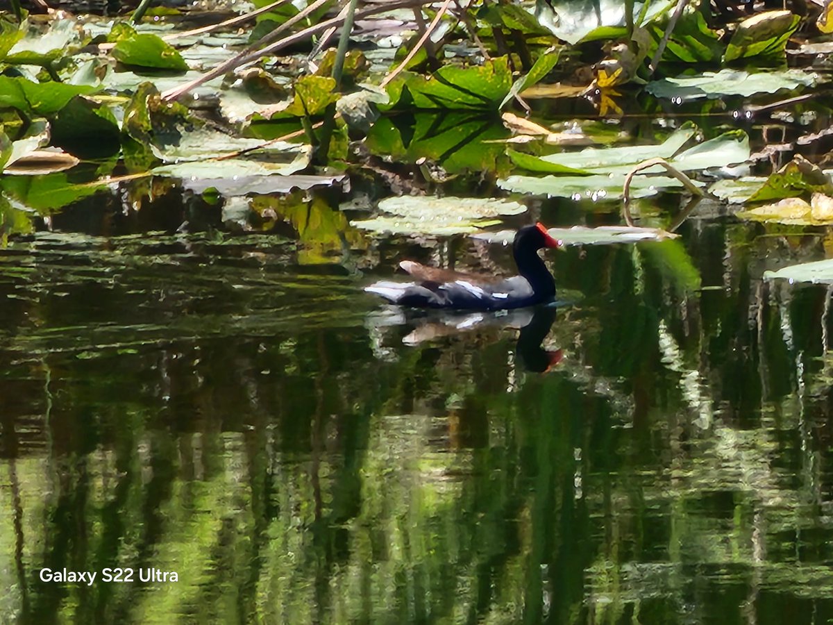 sinithwar's tweet photo. #bird #BirdsOfTwitter #PhotographyIsArt #photographer #photography https://t.co/pC44bjNjzK