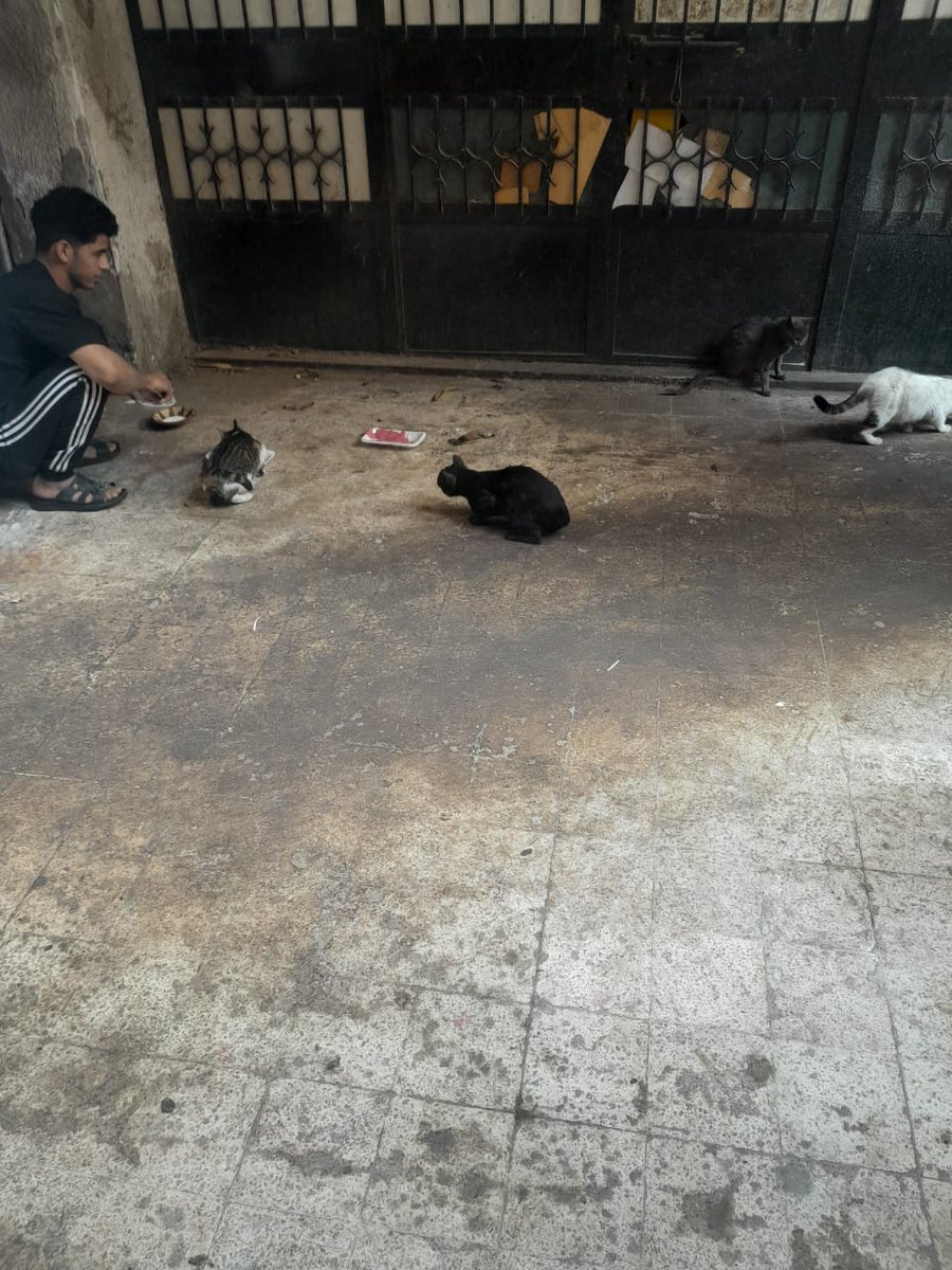 🐕🦮Cat and dog 🌎 lovers 😻😼 (@mohammed13298) on Twitter photo 