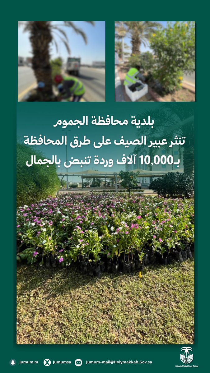 #بلدية_محافظة_الجموم تزين طرق المحافظة بـ10,000 وردة موسمية ضمن مبادرة تحسين المشهد الحضري