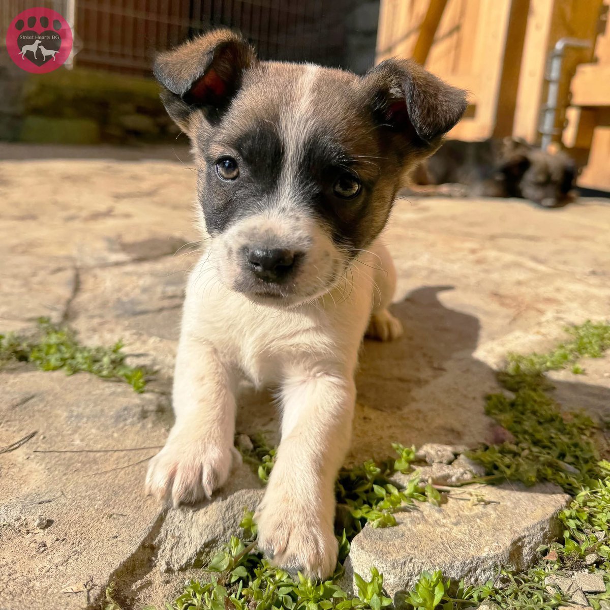 This is hard to say but, right now, we're struggling.

Our May adoption trip is just around the corner and only one dog, Piper, has been reserved so far. Just one. It's extremely worrying.

Every dog in our care deserves a home but, until that happens, they rely on us - and we