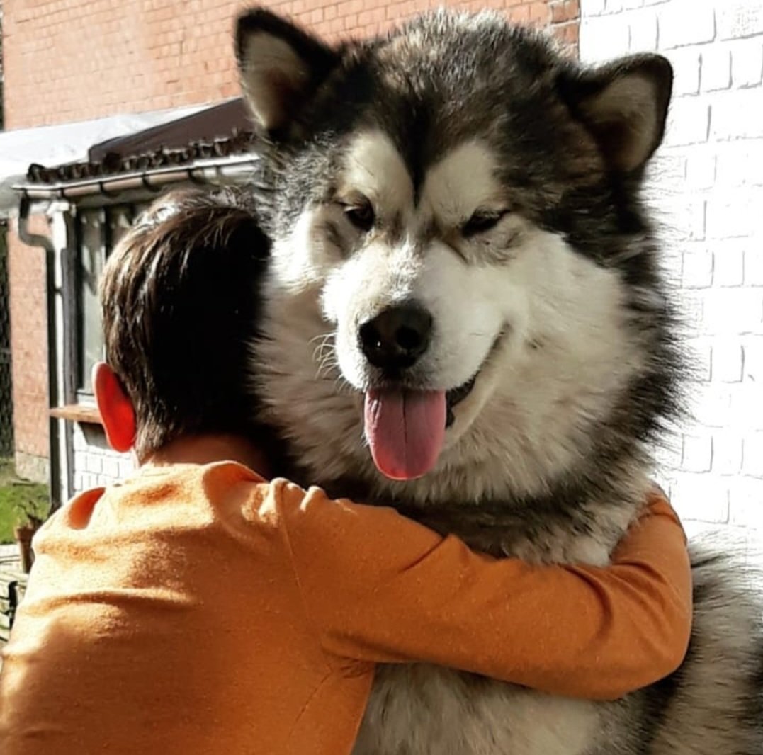 plan_tracker's tweet image. Geen enkele hond kan tippen aan DÉ ALASKAN MALAMUTE.
❤️ (grapje, jawel hoor :-) )