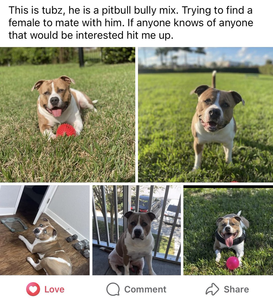 Karissa_Morelli's tweet photo. ‼️ help us find a female for Tubz!! we want babies 🥰 https://t.co/WqfQo2BvUO