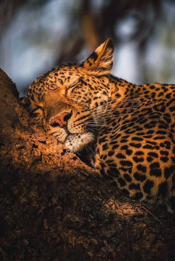 REX (@rexchillect) on Twitter photo 