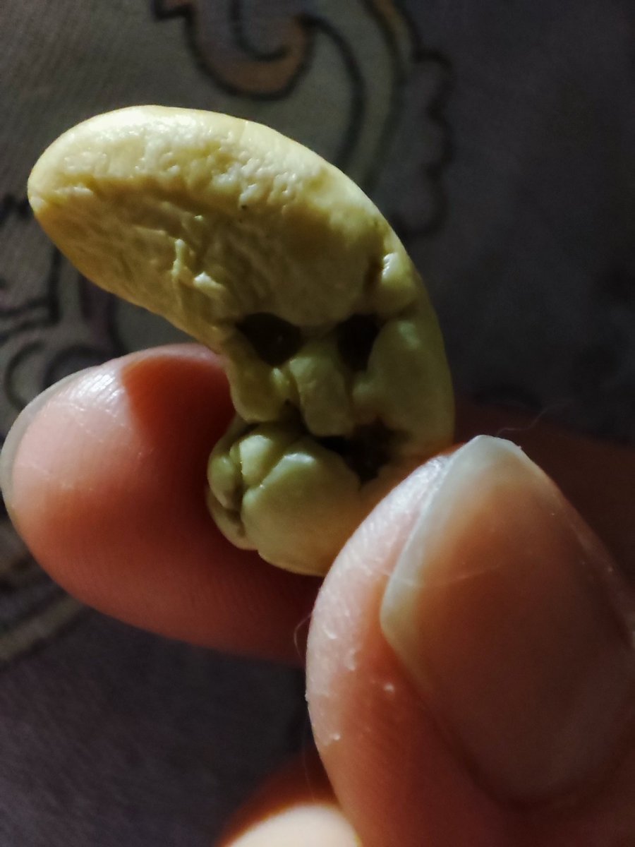 Зырьте, котаны, злой орешек!