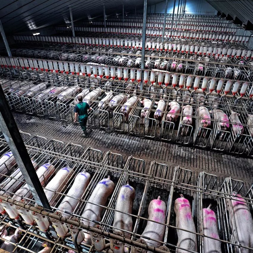 Gestation crates for mother pigs are banned in the UK, but widely used in the US

If the UK compromises on food safety standards in a trade deal, lower-welfare pig meat could be let in