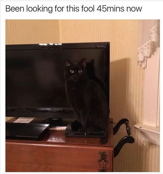 WholesomeMeme's tweet photo. https://t.co/686tTRPwTc