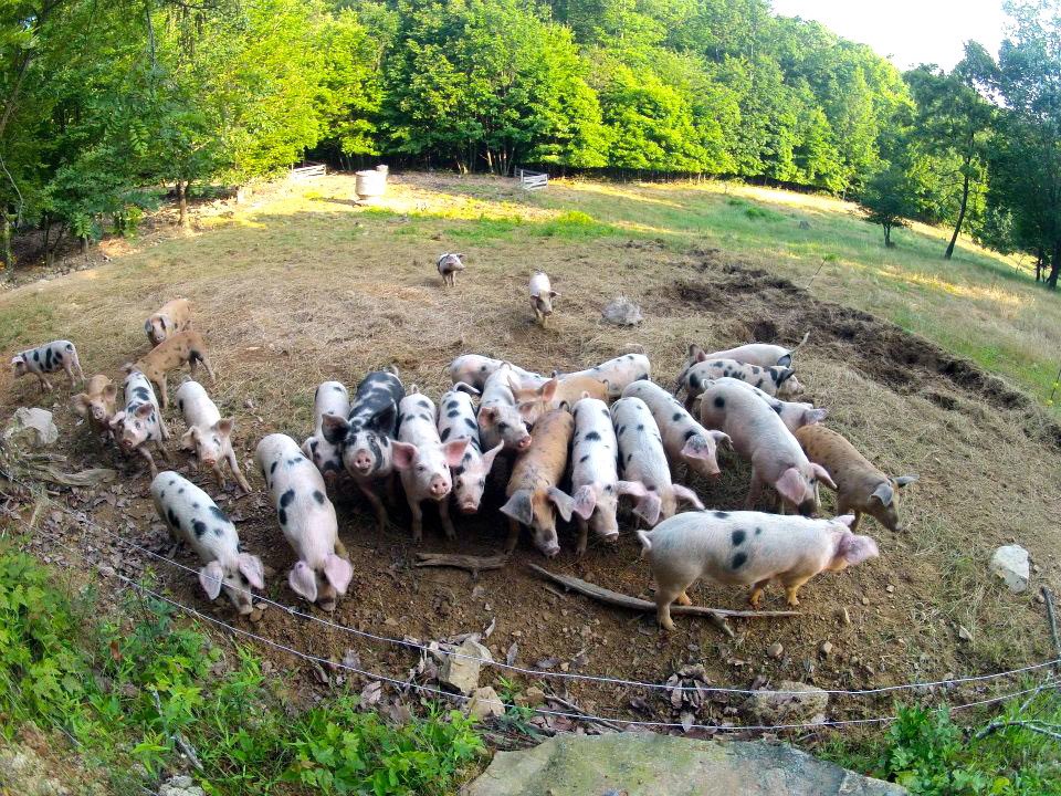 Ward’s Farm 🇺🇸 🐊🫏 (@thewardsfarm) on Twitter photo 🇨🇳China owned <a href="/SmithfieldFoods/">Smithfield Foods</a> raises pigs in cramped pens and locked in cages to maintain an obsolete factory system.
VS
🇺🇸American <a href="/JoelSalatin/">Joel Salatin</a>, a leader in the growing modern movement of regenerative and natural farming.
🐖Tormented and sick animals making unhealthy food leads 🇨🇳China owned <a href="/SmithfieldFoods/">Smithfield Foods</a> raises pigs in cramped pens and locked in cages to maintain an obsolete factory system.
VS
🇺🇸American <a href="/JoelSalatin/">Joel Salatin</a>, a leader in the growing modern movement of regenerative and natural farming.
🐖Tormented and sick animals making unhealthy food leads