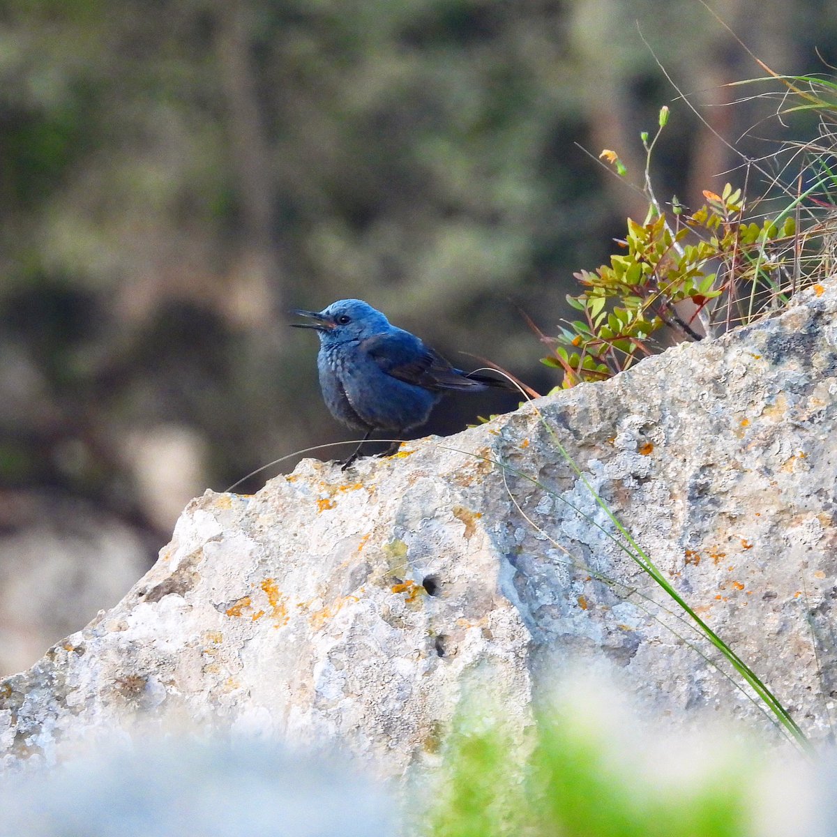 Menorca 1: A nice trail through shrub and along the coast near the villa at Cala en Porter has orovided Alpine Swift, Blue Rock Thrush, Hoopoe, Spotless starling, Stone Curlew and Raven overhead, amongst the usual suspects. Scops Owl calling regularly after dark.