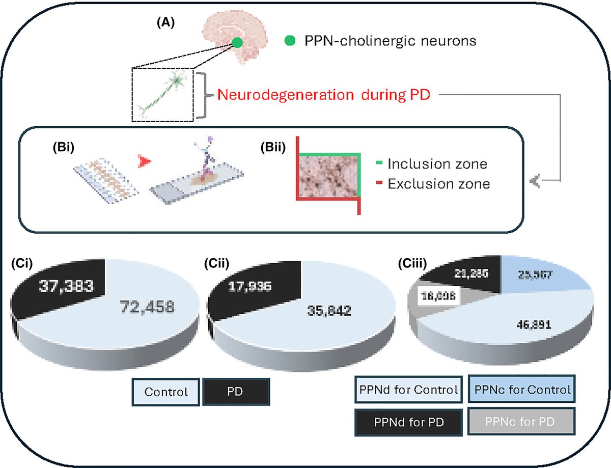 brainpathol's tweet image. Stereological analysis of cholinergic neurons within bilateral pedunculopontine nuclei in health and when affected by Parkinson's disease
onlinelibrary.wiley.com/doi/10.1111/bp…