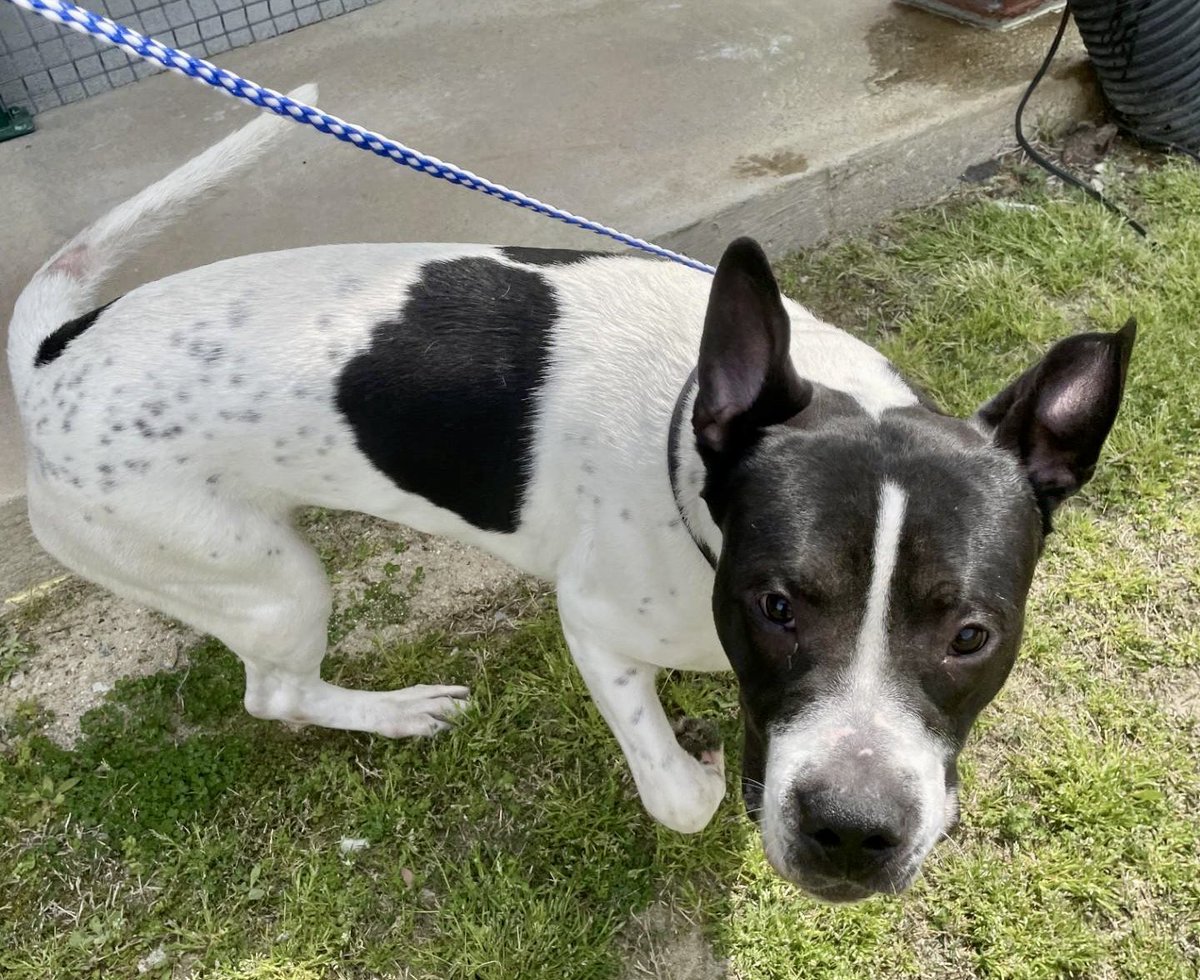 LacDonna's tweet photo. Donโt forget Prince!! He needs someone to love him,too. If you live in NC near Rocky Mount go meet Prince. He needs a loving, forever home. Or a rescue, if you know a rescue that could help him please call or email. Or offer to foster. We need to save Prince!! Pledge and Retweet https://t.co/RKKMVZpeAu