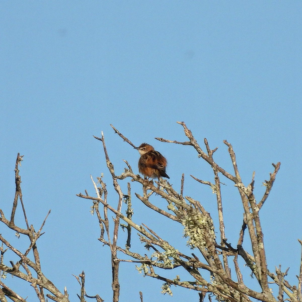 Menorca 2: S’albufera des Grau. A visit to this spectacular location resulted in an osprey at dawn and a distant Kentish plover and amongst the usual wildfowl. A Zitting Cisticola also landed near. A Golden Oriole called twice and was briefly seen