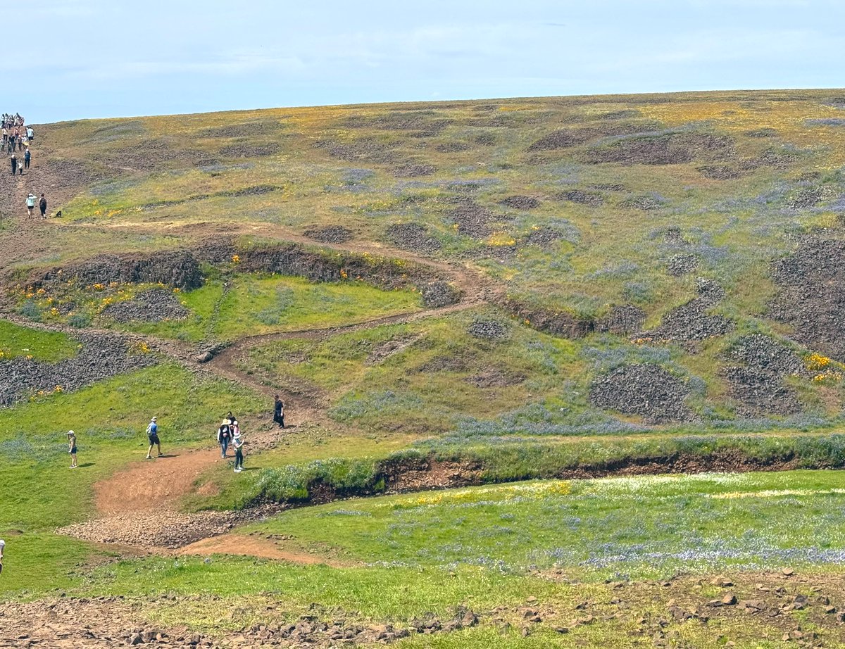 Spring wildflowers have peaked at Table Mountain Ecological Reserve in Butte County, CA — #POTA US-11125. Gud to log the 1st #CW activation here after a nice hike. 44 QSOs on the Yaesu ATAS-120A, mostly 15m. Great to log <a href="/JG0AWE/">JGØAWE🏞🐐🦥📡</a> &amp; <a href="/JA9KRo/">KRo 🇺🇦</a> 🇯🇵!!  TU ! 7️⃣3️⃣🌼🪻