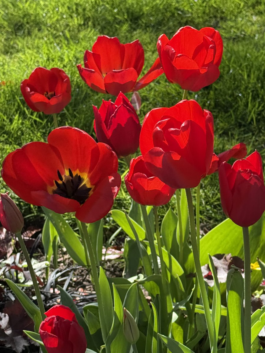 elenicclarke's tweet image. Red tulips glowing in the sunshine today.

#sunshine #tulips #easter2024 
#spring